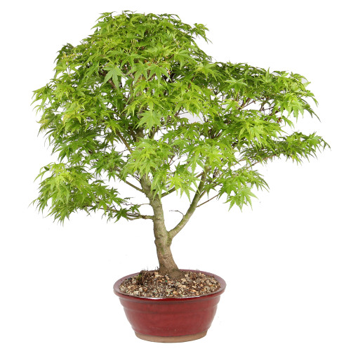 Japanese Maple left side view 