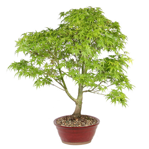 Japanese Maple right side view 