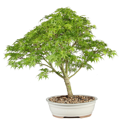Japanese Maple in a bonsai container 
