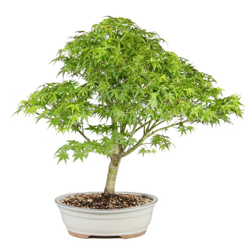 Japanese Maple back view 