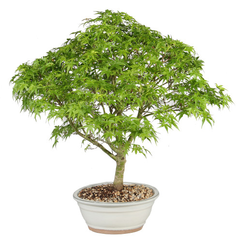 Japanese Maple left side view 