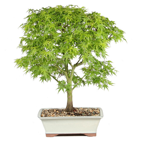 Japanese Maple back view 