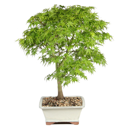 Japanese Maple left side view 