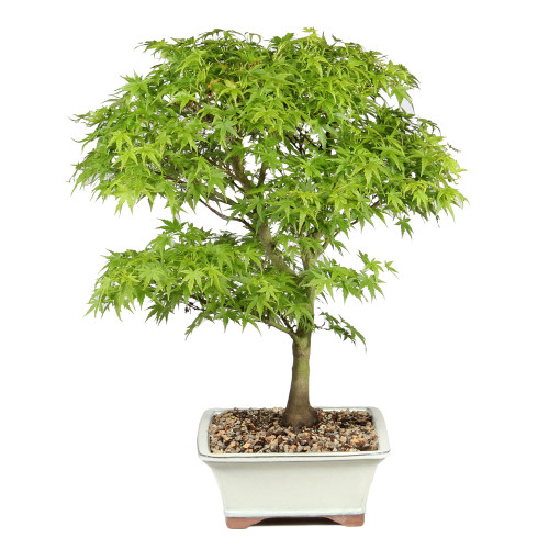 Japanese Maple right side view 