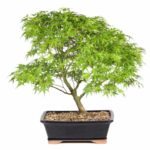 Japanese Maple in a bonsai contianer 