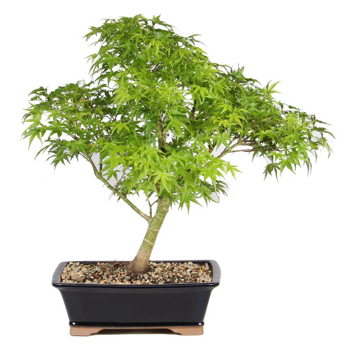 Japanese Maple back view 