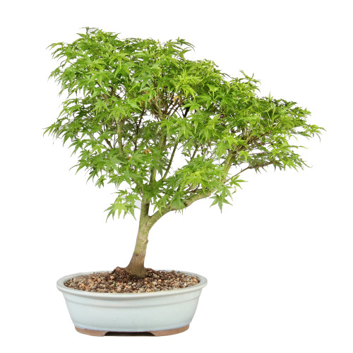 Japanese Maple back view 