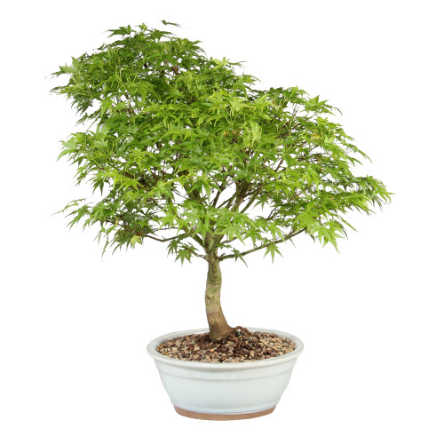 Japanese Maple left side view 