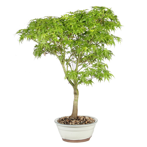Japanese Maple right side view 
