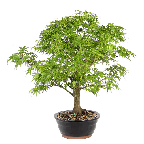 Japanese Maple left side view 