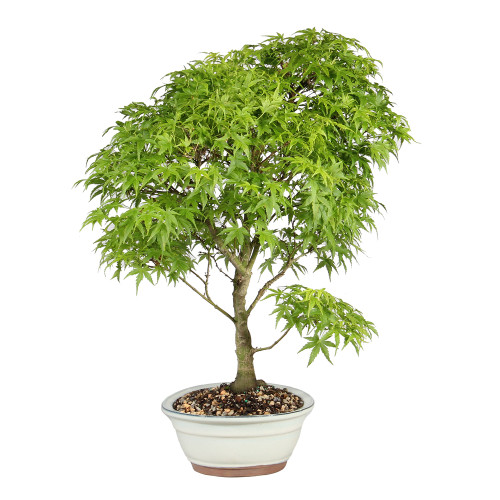 Japanese Maple right side view 