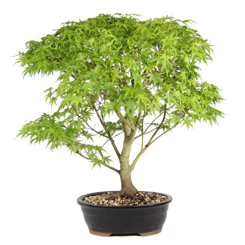 Japanese Maple in a bonsai container 