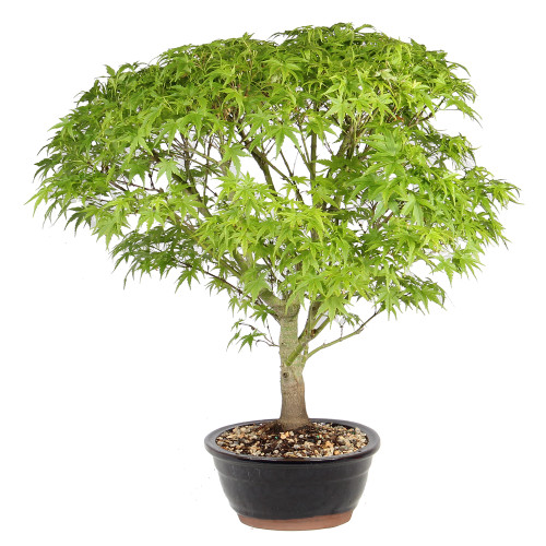 Japanese Maple right side view 