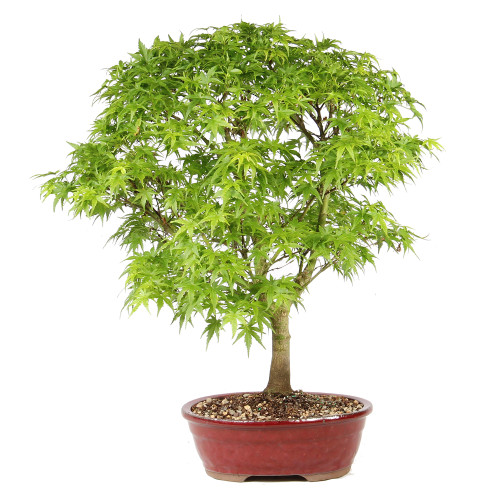 Japanese Maple back view 