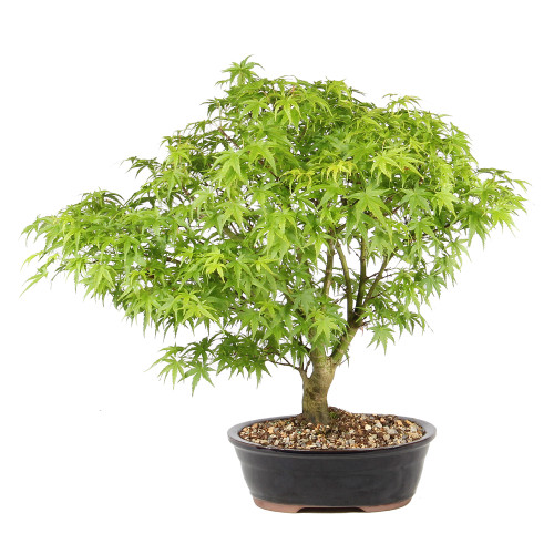 Japanese Maple back view 