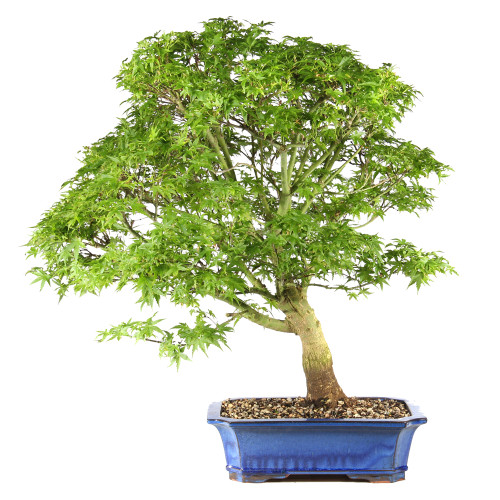 Bonsai tree in ceramic container