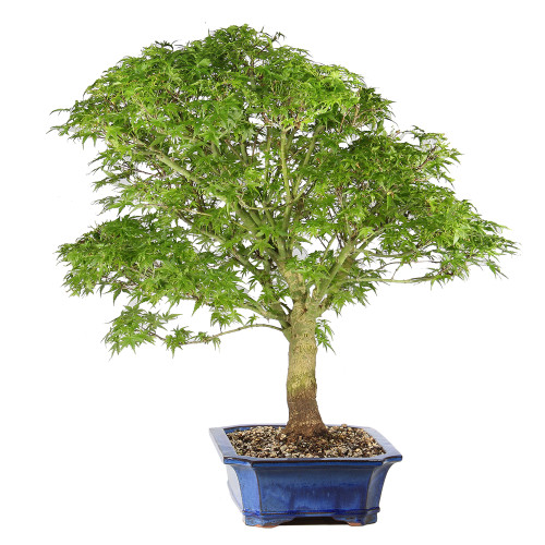 Bonsai tree in ceramic container 