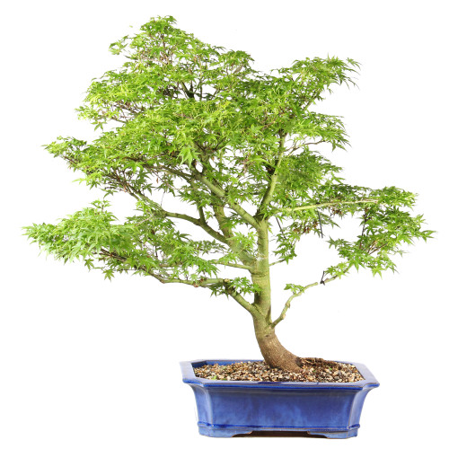 Bonsai tree in ceramic container 