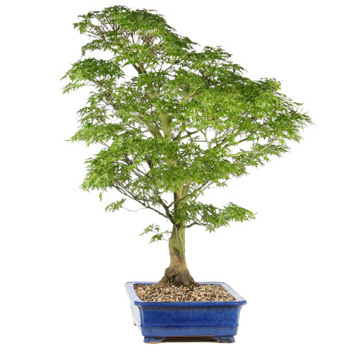 Japanese Maple - ST1526JMSP-D
