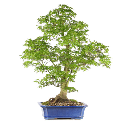 Bonsai tree in ceramic container 