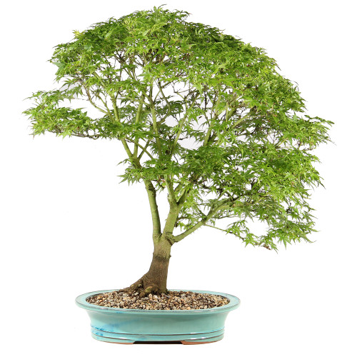 Bonsai tree in ceramic container 