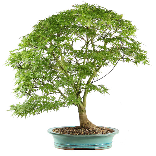 Bonsai tree in ceramic container