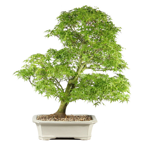 Bonsai tree in ceramic container 