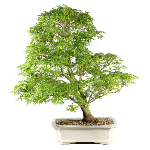 Bonsai tree in ceramic container 