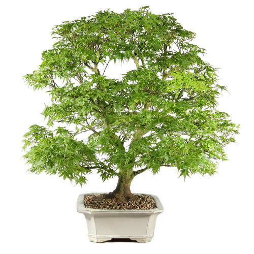 Bonsai tree in ceramic container 