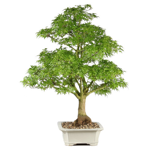 Bonsai tree in ceramic container 