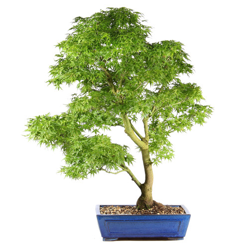 Bonsai tree in ceramic container 