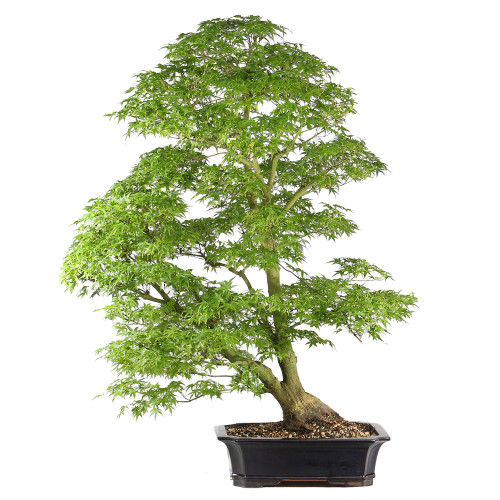 Japanese Maple - ST1526JMSP-K
