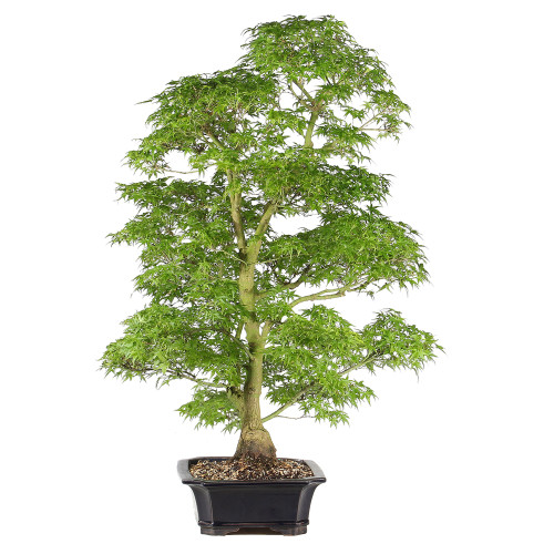 Bonsai tree in ceramic container 