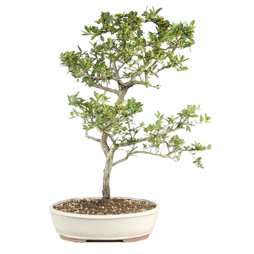 Dwarf Pyracantha back view