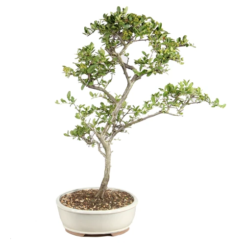 Dwarf Pyracantha right side view