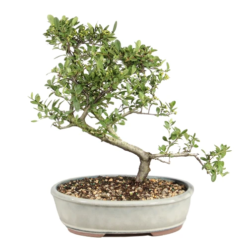 Dwarf Pyracantha in a bonsai container