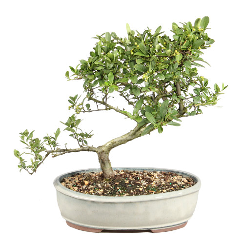 Dwarf Pyracantha back view
