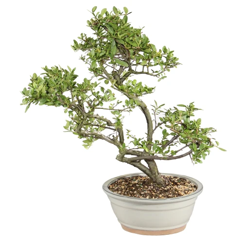 Dwarf Pyracantha left side view 