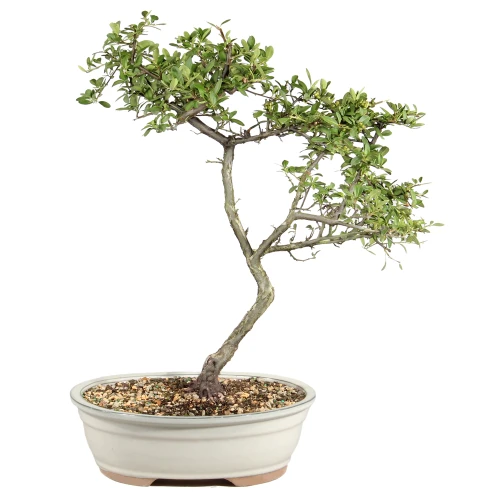 Dwarf Pyracantha in a bonsai container 