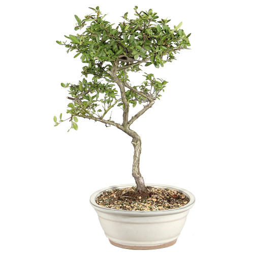 Dwarf Pyracantha left side view 