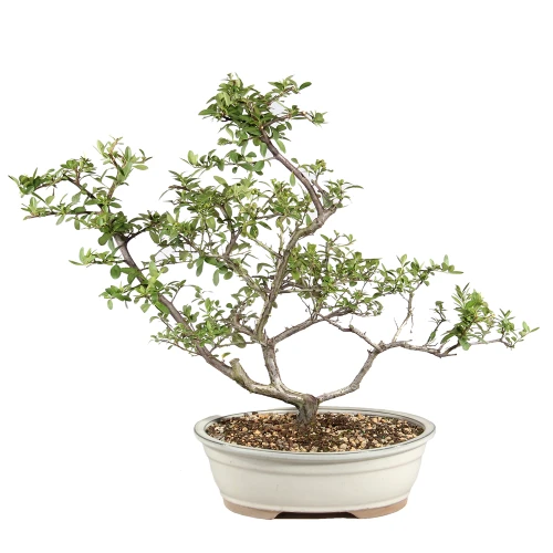 Dwarf Pyracantha in a bonsai container 