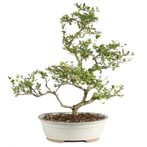Dwarf Pyracantha bcak view 