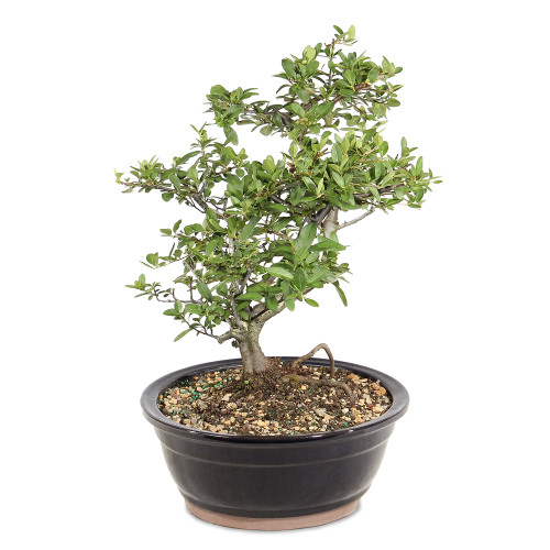 Dwarf Pyracantha left side view