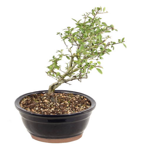 Dwarf Pyracantha right side view