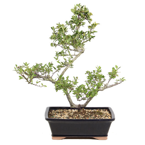 Dwarf Pyracantha back view