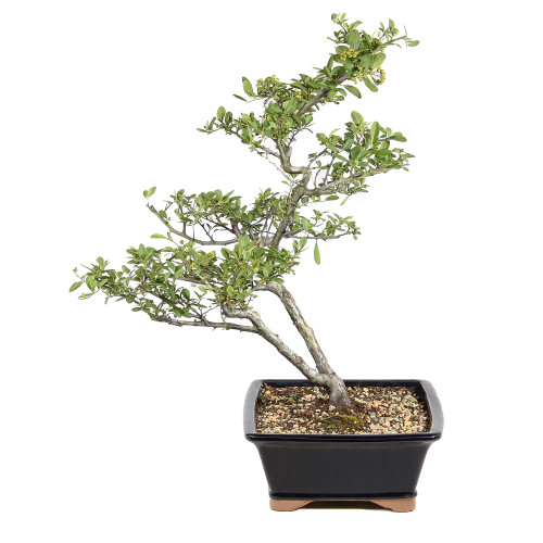 Dwarf Pyracantha left side view
