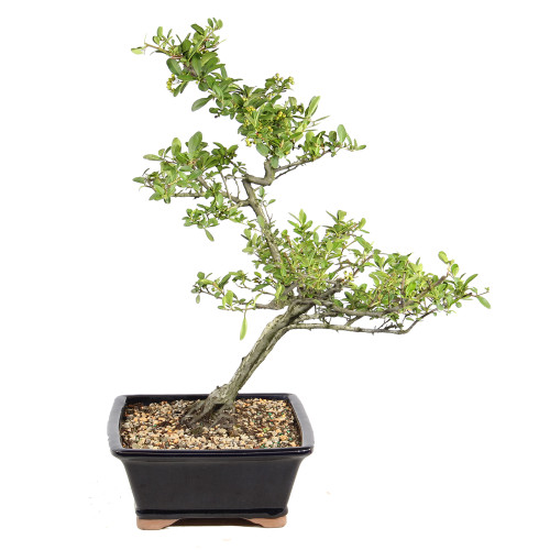 Dwarf Pyracantha right side view