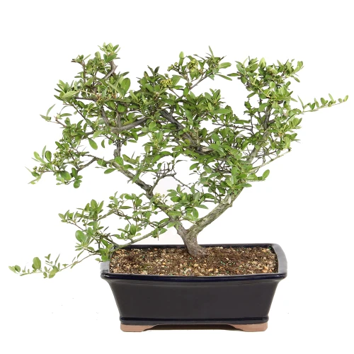 Dwarf Pyracantha in a bonsai container