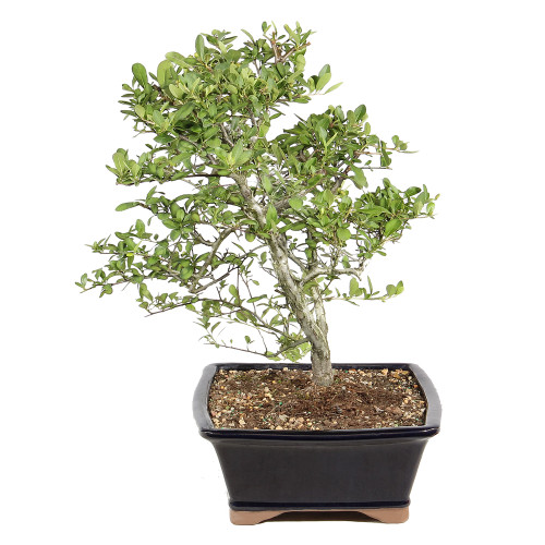 Dwarf Pyracantha right side view