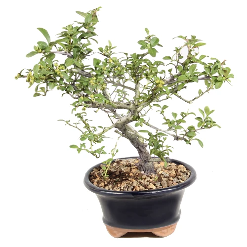 Dwarf Pyracantha right side view